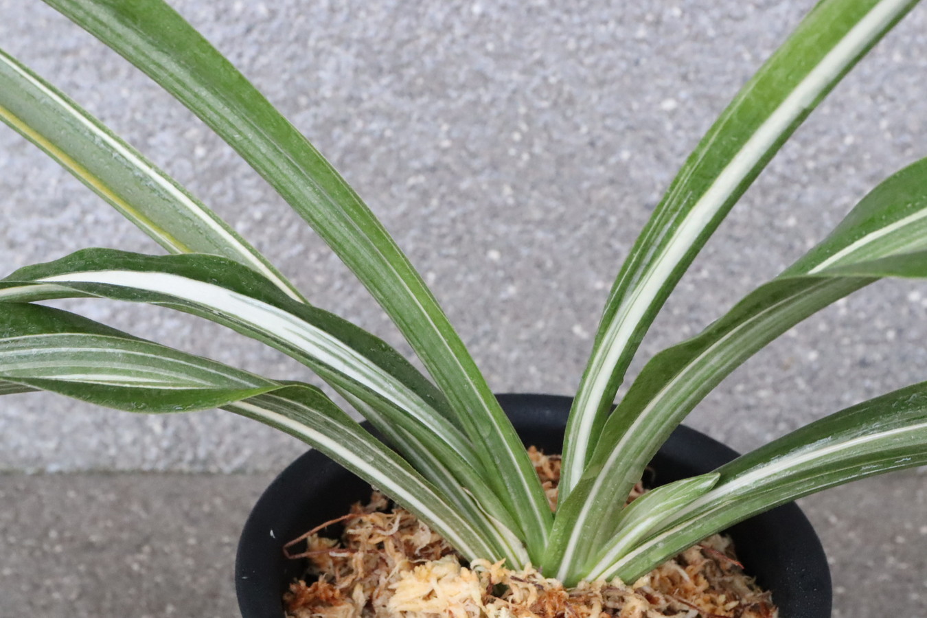 5197,雪上鶴の図（せつじょうかくのず）図抜けた？？伝説の永島に似る　【はきずはきれ多い大特価！】※春から秋は生長期なので姿は変わっていきます