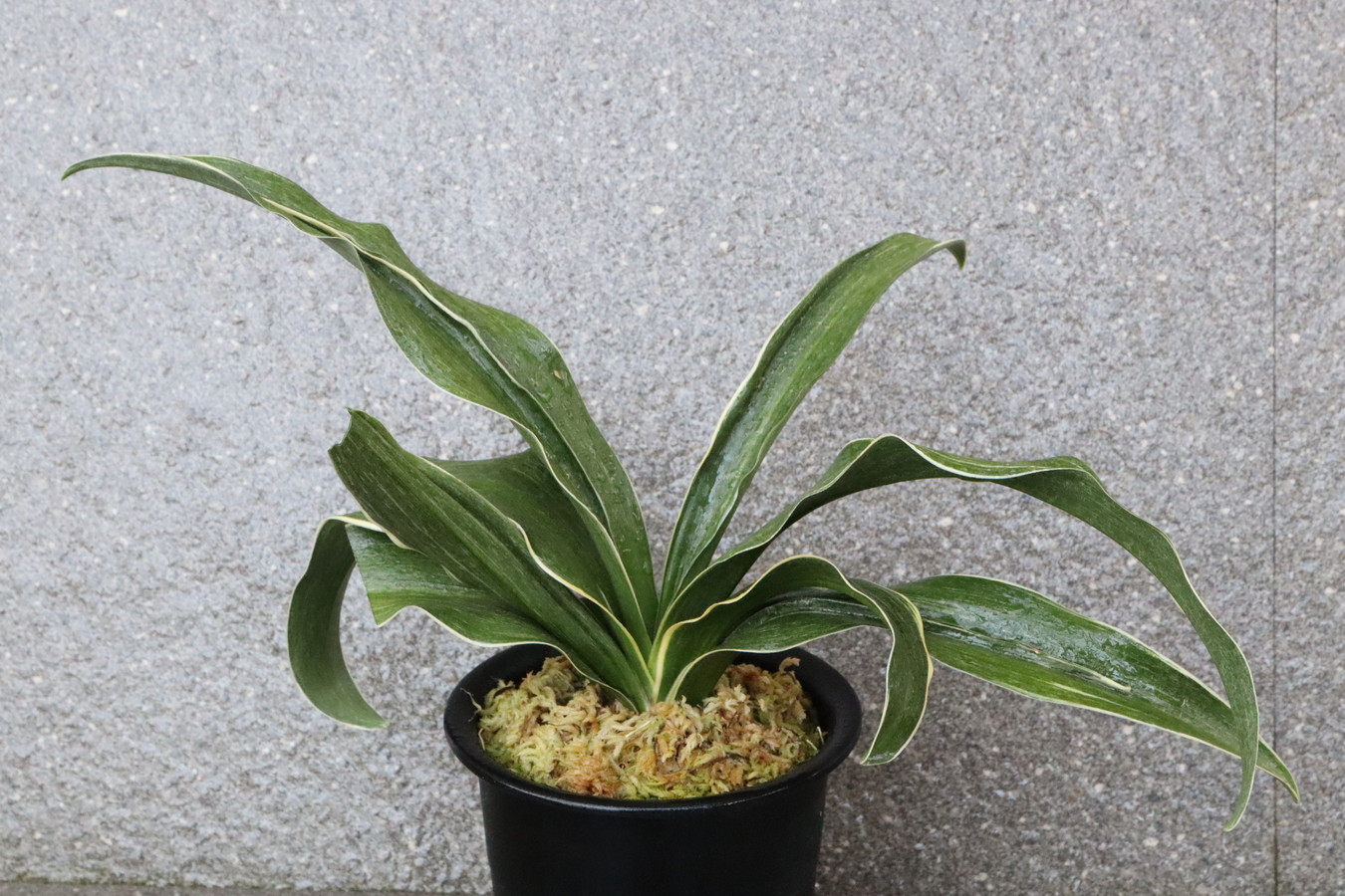 6550, 錦明鳳(きんめいほう)　超希少種！歴史の生き証人！【はきずはきれ多い大特価！】※春から秋は生長期なので姿は変わっていきます