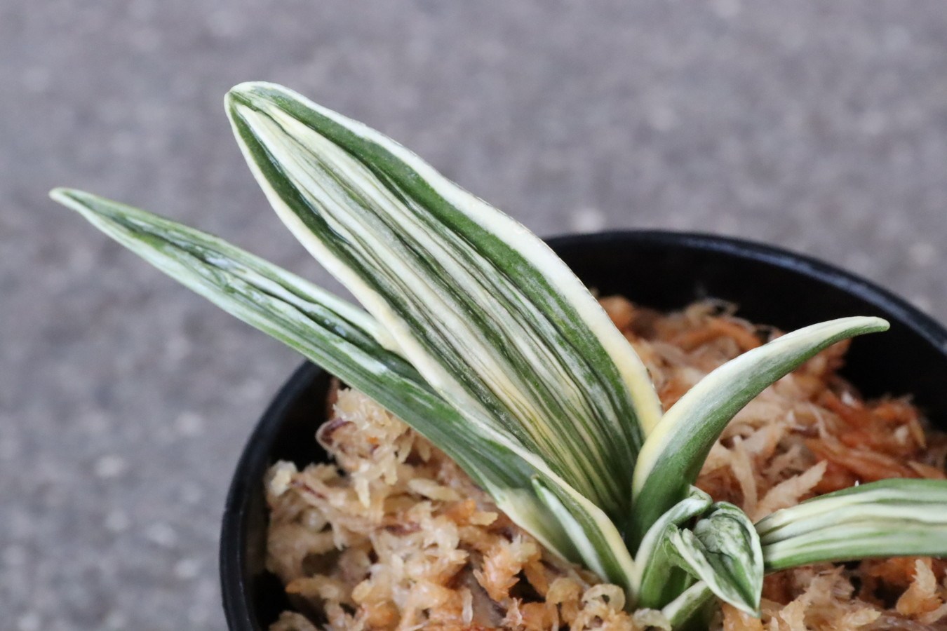 8314,BC級品整理品　琴宝(きんぽう)　【はきずはきれ大特価】※春から秋は生長期なので姿は変わっていきます