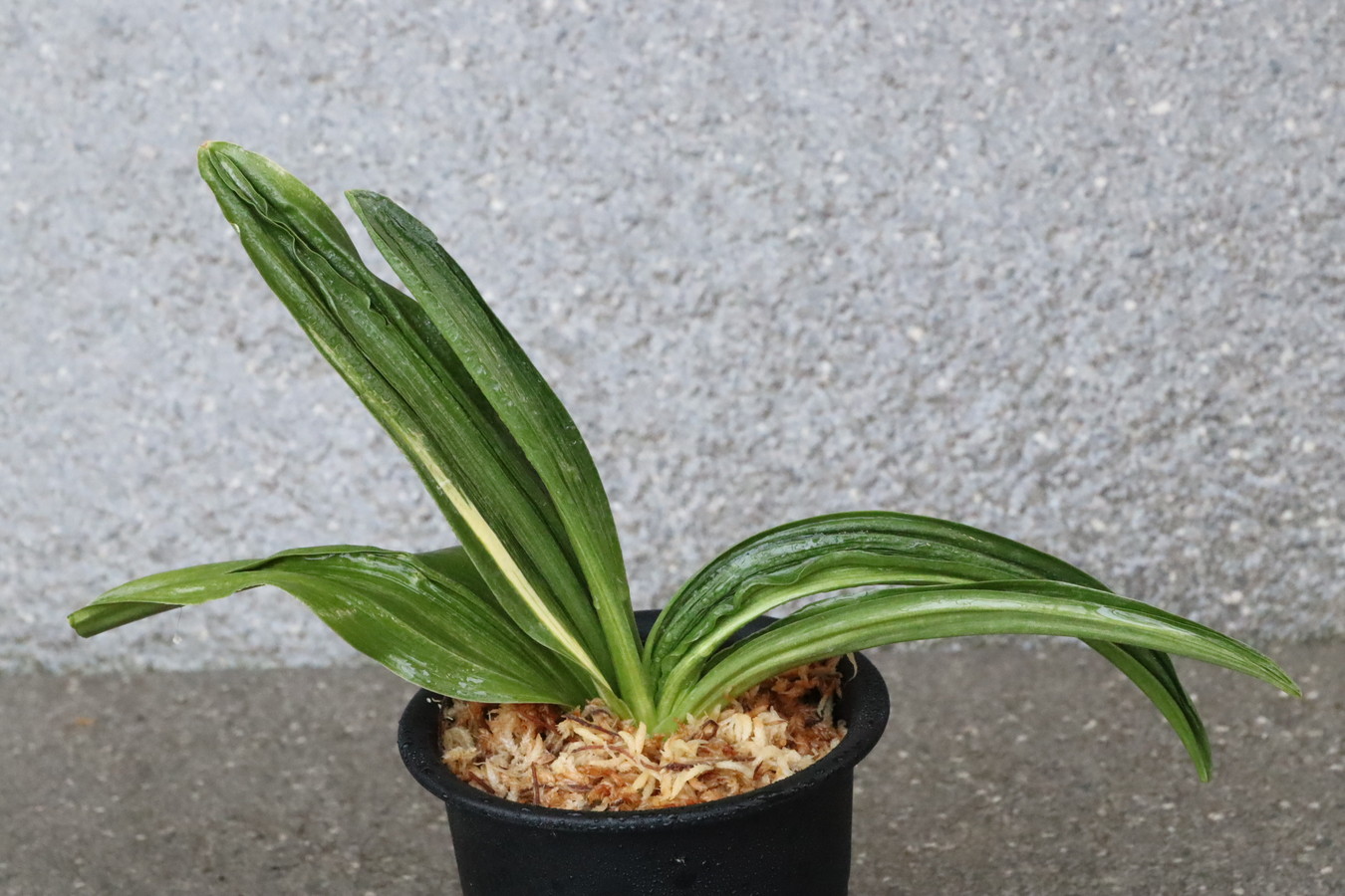 7034,V×A　数不明　【はきずはきれ多い大特価！】※春から秋は生長期なので姿は変わっていきます