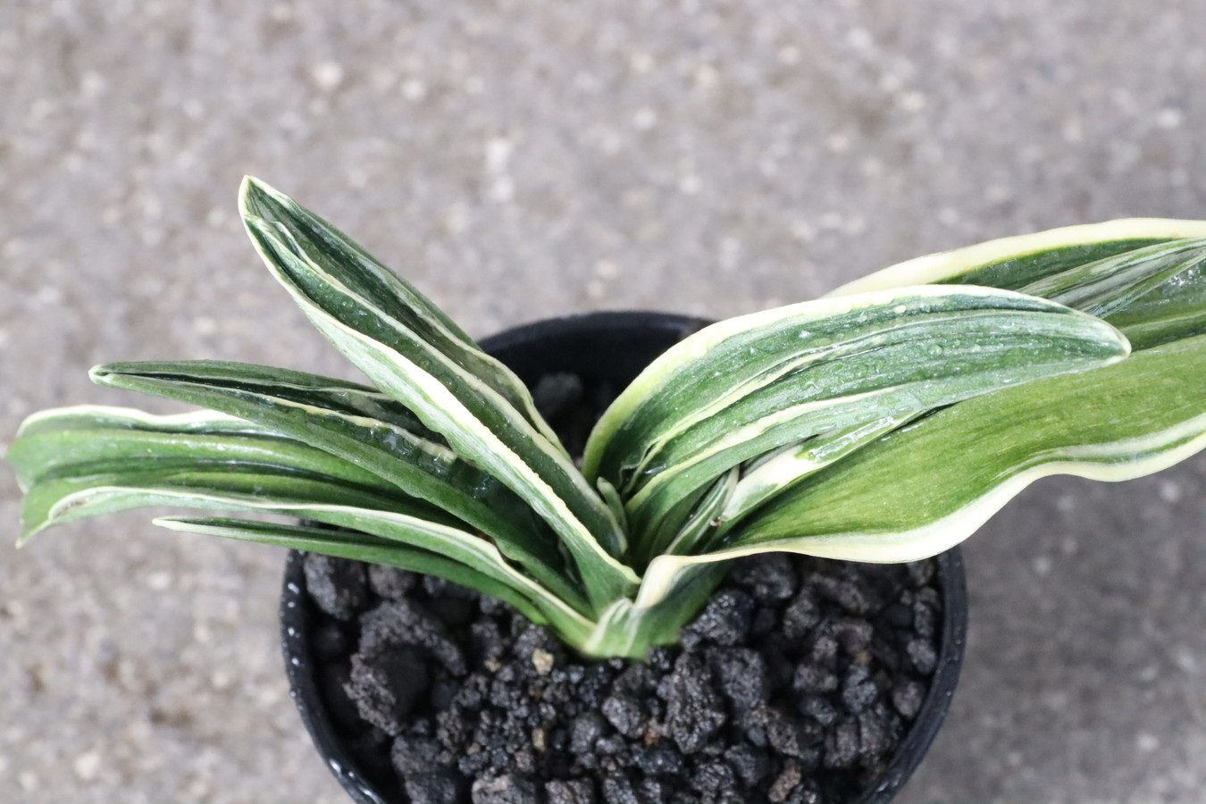 6822,玉麒麟(たまきりん)　【はきずはきれ大特価】※春から秋は生長期なので姿は変わっていきます