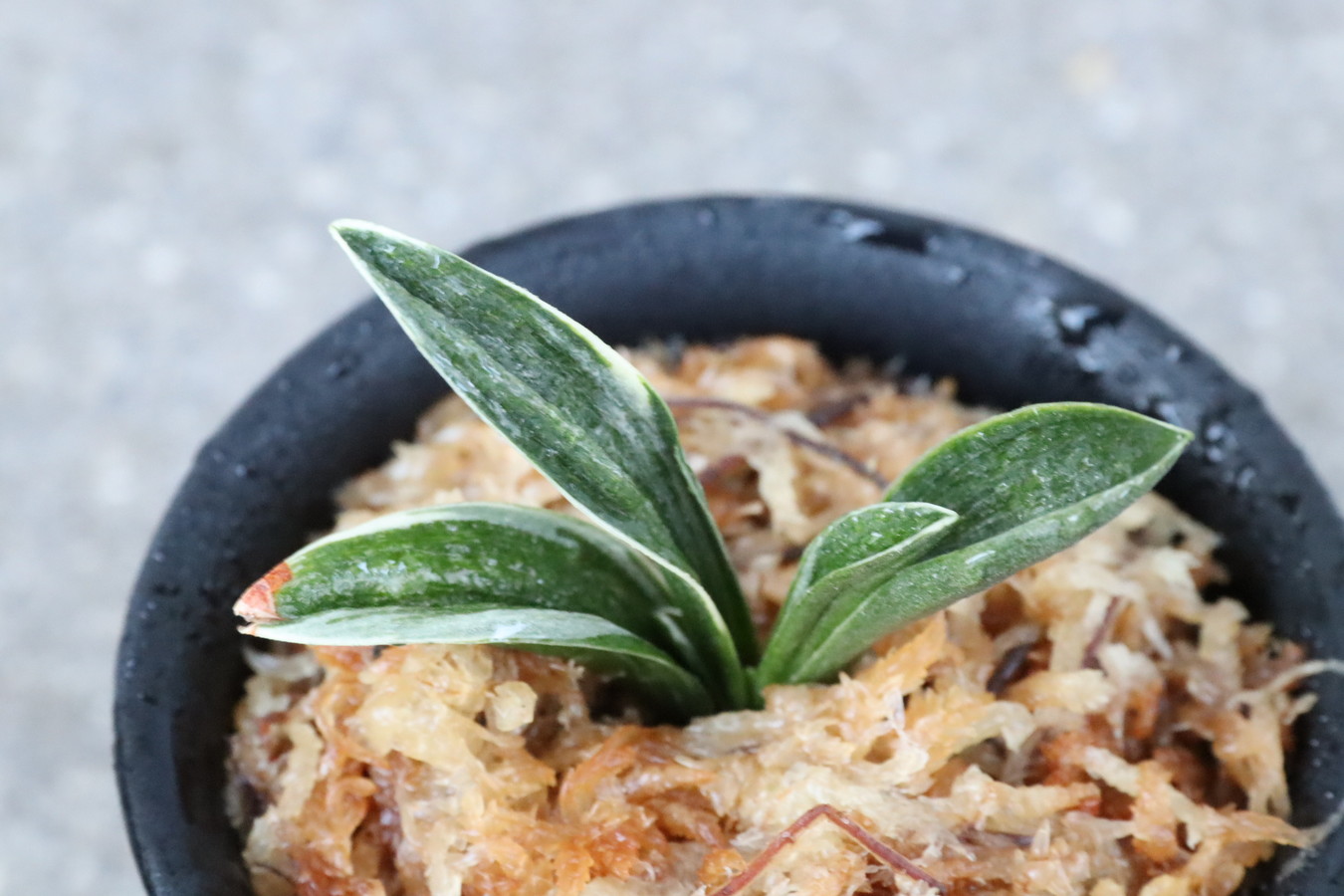 8269,月光冠(げっこうかん)　【はきずはきれ多い大特価！】※春から秋は生長期なので姿は変わっていきます