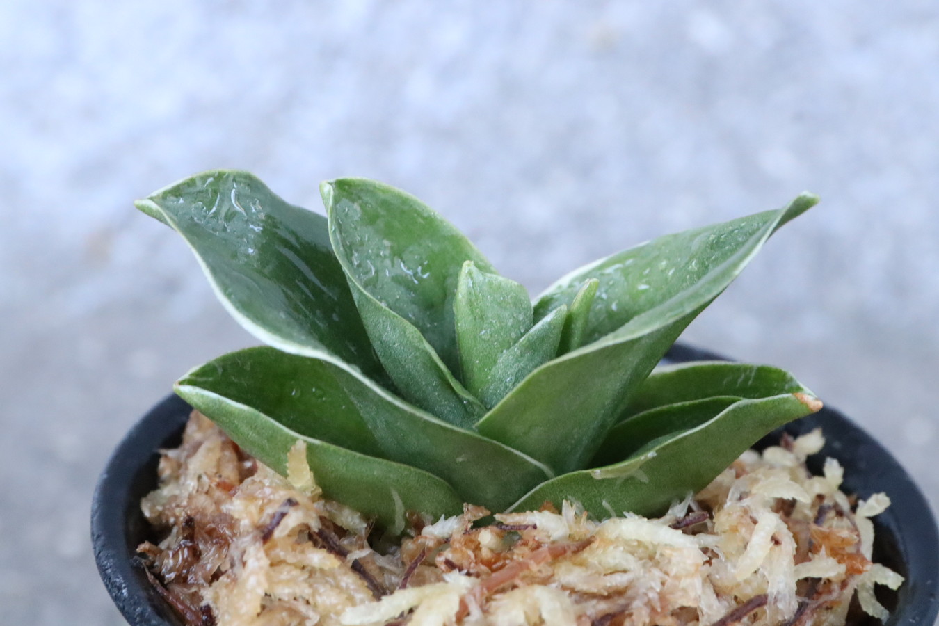 6908,江戸　福包(ふくづつみ)　【頭木！整理品特価！はきずはきれ多い大特価！】※春から秋は生長期なので姿は変わっていきます