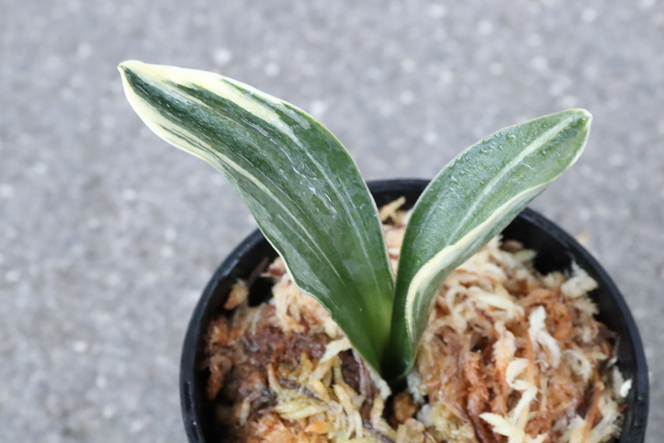 8013,愛玉殿(あいぎょくでん)　芸、覆輪よい手　【はきずはきれ多い特価！】※春から秋は生長期なので姿は変わっていきます