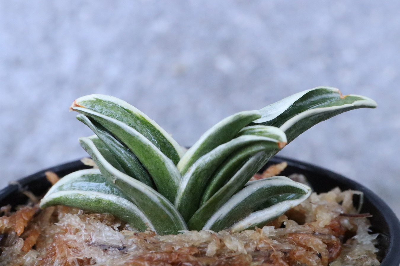 6776,八紘錦(はっこうにしき)　【はきずはきれ非常に多い大特価】※春から秋は生長期なので姿は変わっていきます