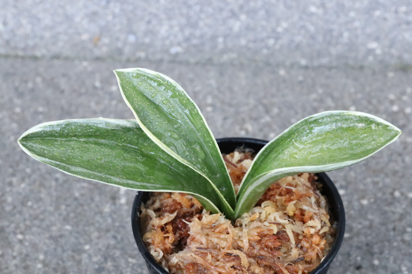 5958,大八州(おおやしま)　広葉の王道！　【はきずはきれ大特価！】※春から秋は生長期なので姿は変わっていきます