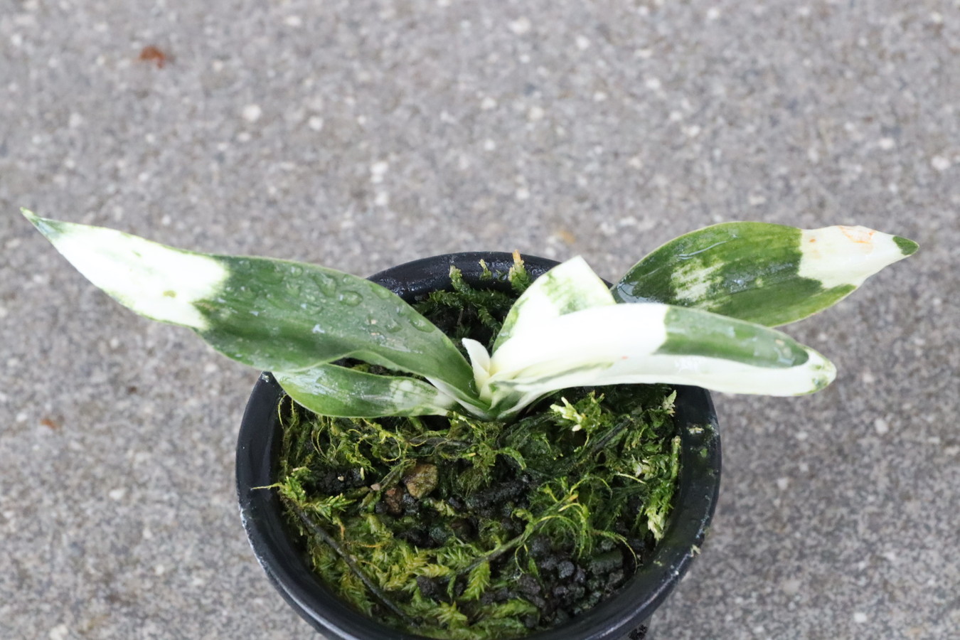 7081,文長寿？　数不明　文鳥×長寿？幅広、文鳥虎素晴らしい　これで長寿芸でればとんでもない　【はきずはきれ多い大特価！！！】※春から秋は生長期なので姿は変わっていきます