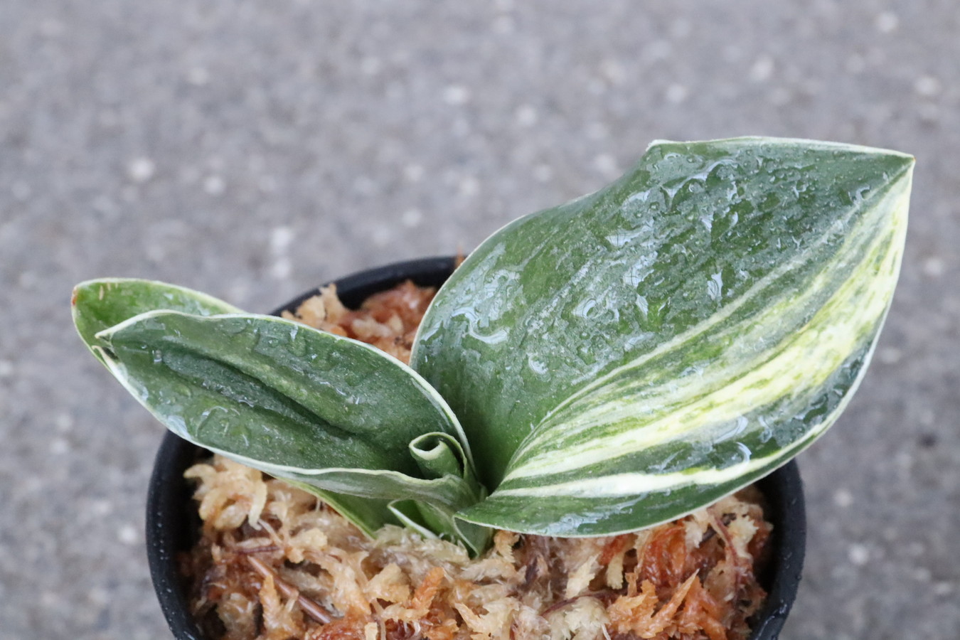 8027,萬風(まんぷう)　縞覆輪　上縞！　【はきずはきれ多い大特価】※春から秋は生長期なので姿は変わっていきます