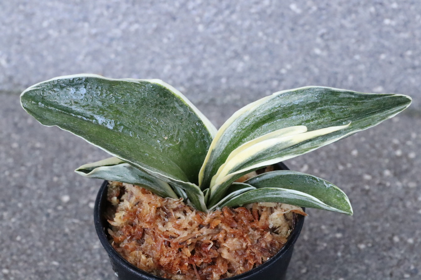 8244,大八州(おおやしま)　【はきずはきれ大特価！!】※春から秋は生長期なので姿は変わっていきます