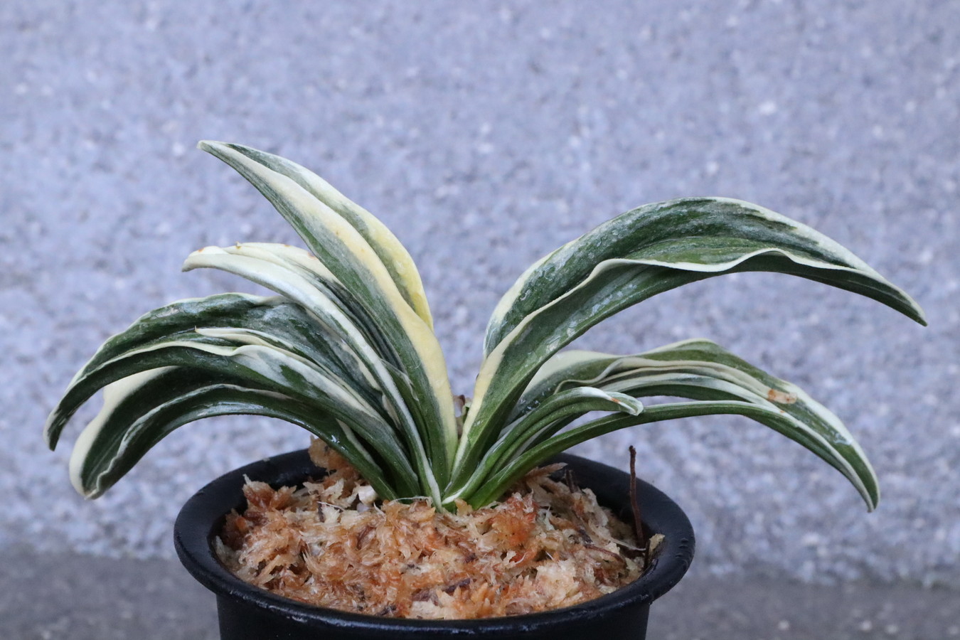 5517,大八州(おおやしま)　【はきずはきれ多い大特価！！！】※春から秋は生長期なので姿は変わっていきます