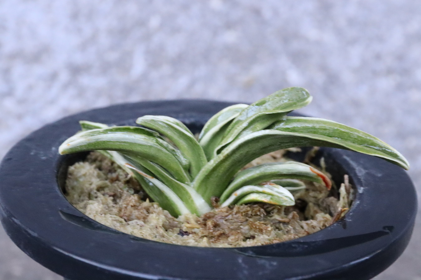 7314,春日錦(かすがにしき)　覆輪よい！　【はきずはきれ多い大特価！】※春から秋は生長期なので姿は変わっていきます