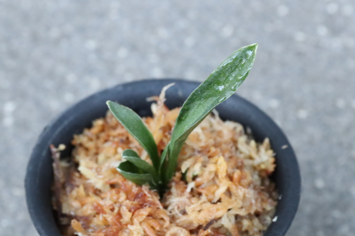 6325,羅紗逆鉾(らしゃさかほこ)　超珍品　【はきずはきれ大特価！】※春から秋は生長期なので姿は変わっていきます