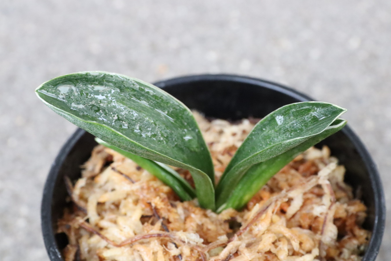 8227,玉輝冠(ぎょくきかん)　【深覆輪系統　はきずはきれ多い大特価】※春から秋は生長期なので姿は変わっていきます