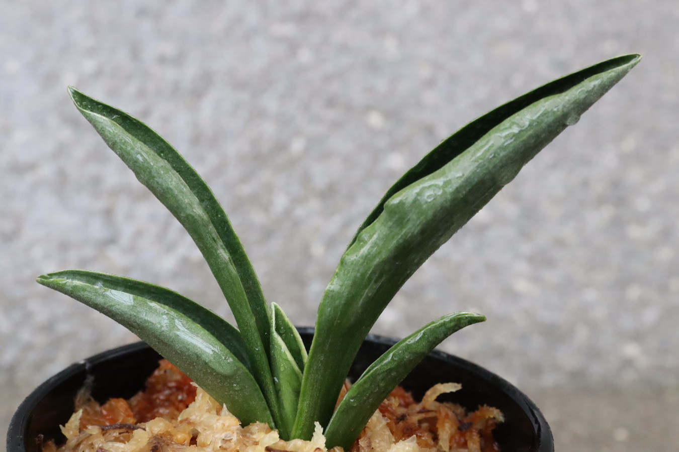 7080,最晃閣(さいこうかく)　スパルタ作り、作りやすい　全国系統　【はきずはきれ多い大特価！】※春から秋は生長期なので姿は変わっていきます