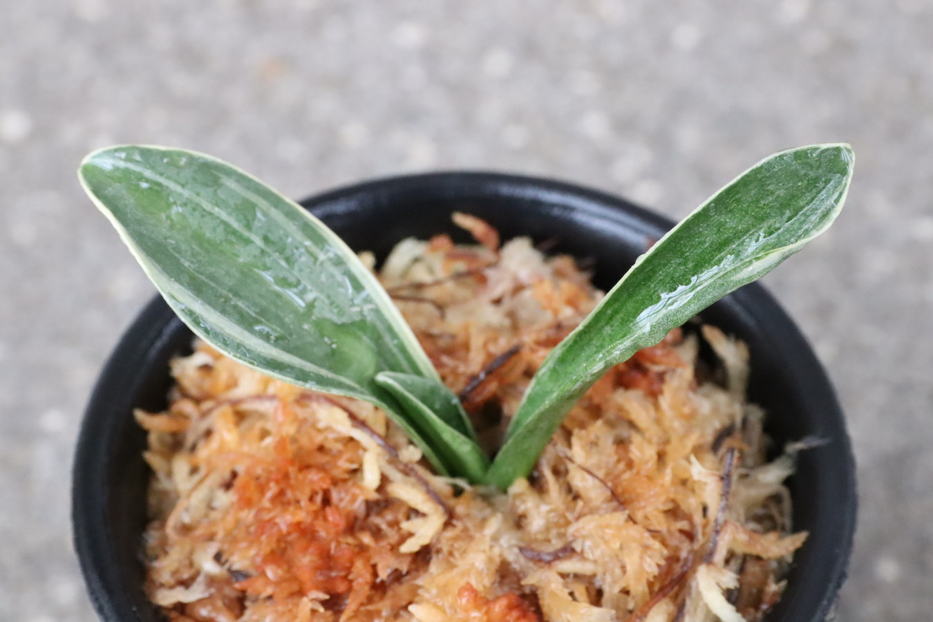 8150,鹿島錦(かしまにしき)　全国トップ系統　【はきずはきれ多い大特価】※春から秋は生長期なので姿は変わっていきます