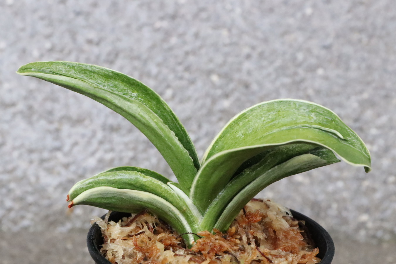 8321,奈良錦(ならにしき)　力ある！　【はきずはきれ非常に多い大特価！】※春から秋は生長期なので姿は変わっていきます