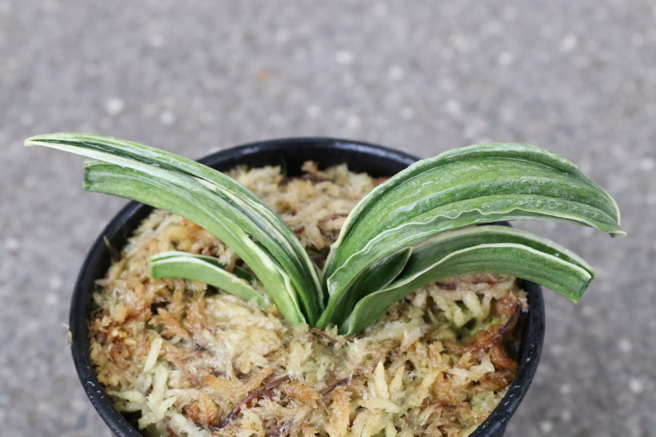 8149,春日錦(かすがにしき)　芸良い系統　【はきずはきれ非常に多い大特価！】※春から秋は生長期なので姿は変わっていきます