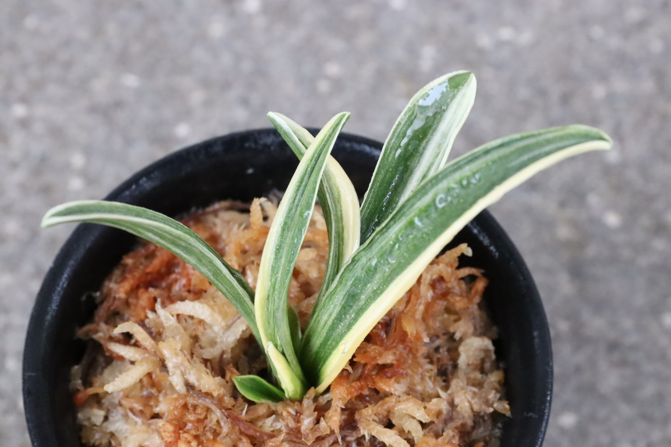 7107,聖源(せいげん)　縞覆輪　棒縞？【覆輪深い系統！】【はきずはきれ多い大特価！】※春から秋は生長期なので姿は変わっていきます