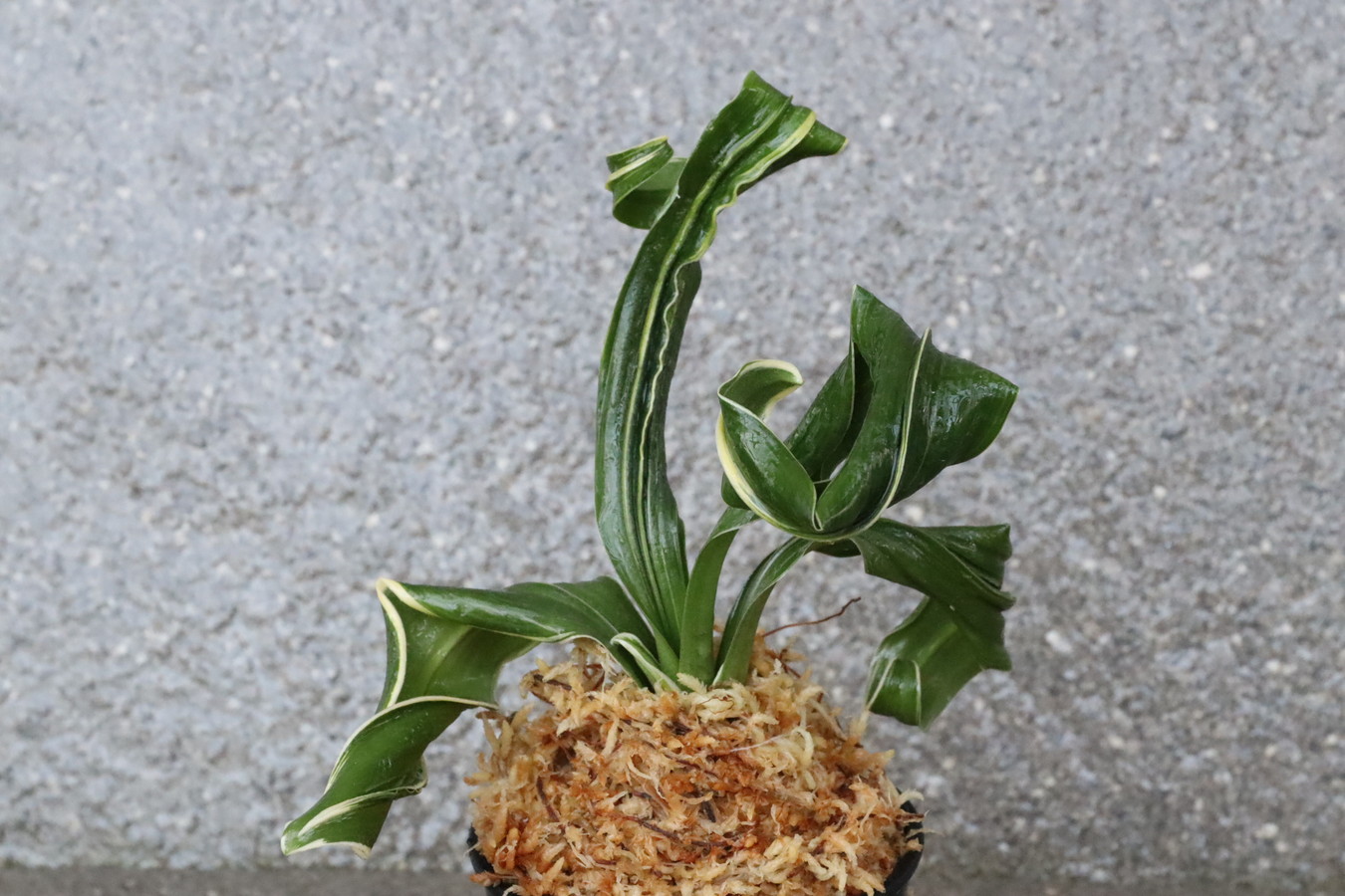 5425,海龍獅子実生　数不明　覆輪　【希望価格75,000→はきずはきれ多い大特価！】※春から秋は生長期なので姿は変わっていきます