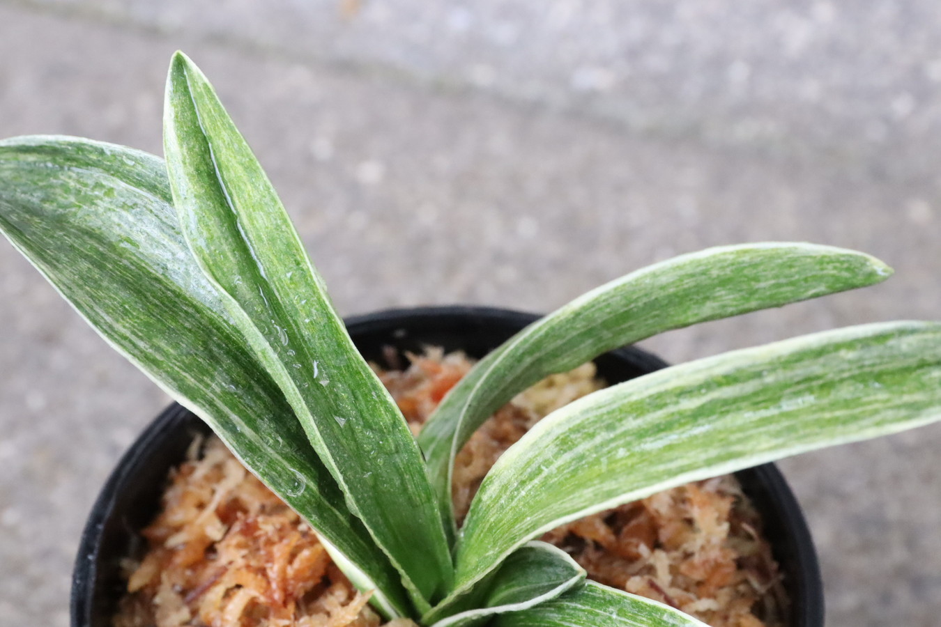 8087,金鳳(きんぽう)　胡麻斑最上　【希望価格88000円→はきずはきれ大特価】※春から秋は生長期なので姿は変わっていきます