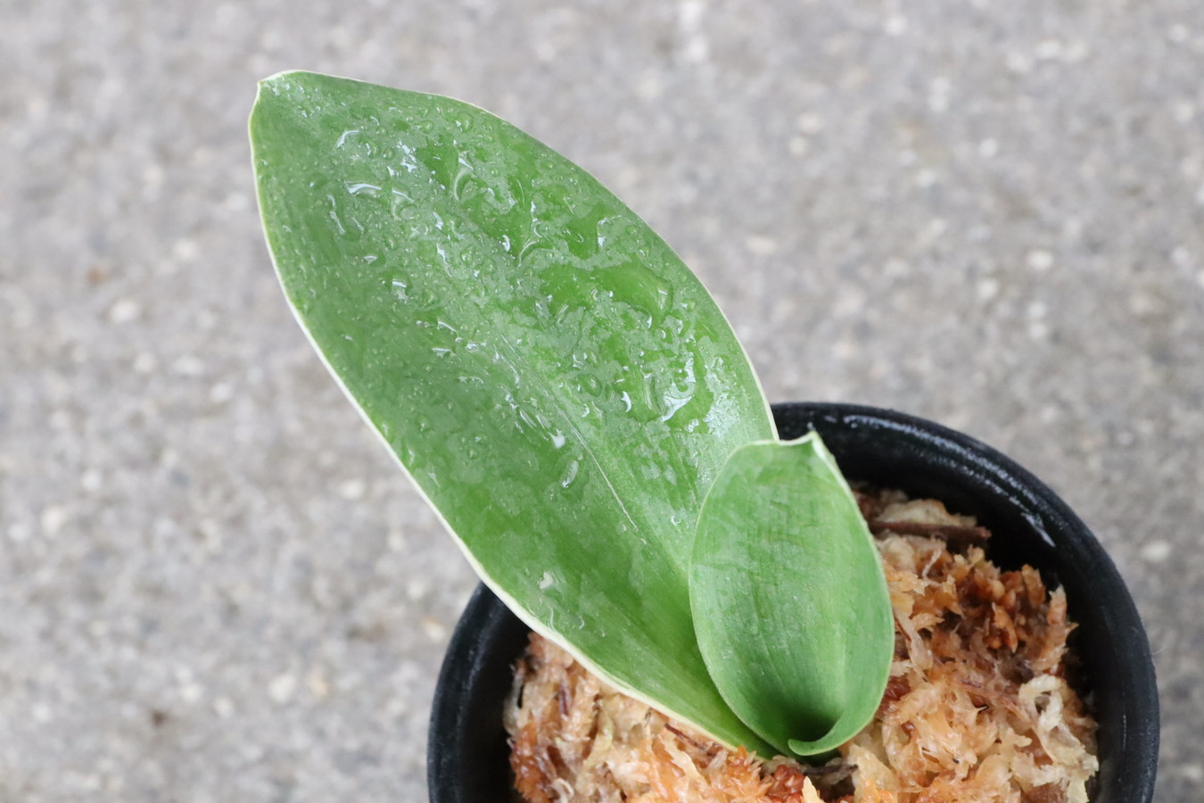 5044,江戸　福包(ふくづつみ)　大型？？根変わり？　【はきずはきれ多い大特価！】※春から秋は生長期なので姿は変わっていきます