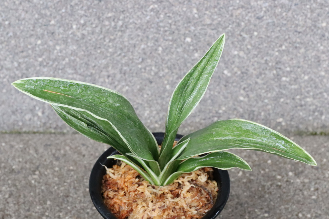 7108,千代田×太陽？　千代田覆輪？？美しい　数本物　【はきずはきれ多い大特価！】※春から秋は生長期なので姿は変わっていきます