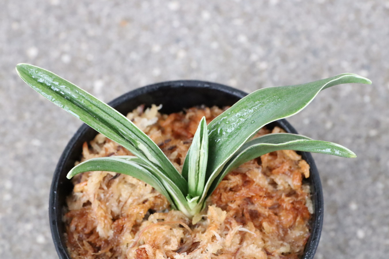 8077,聖源(せいげん)　【元縞覆輪　覆輪深い系統！】【はきずはきれ多い大特価！】※春から秋は生長期なので姿は変わっていきます