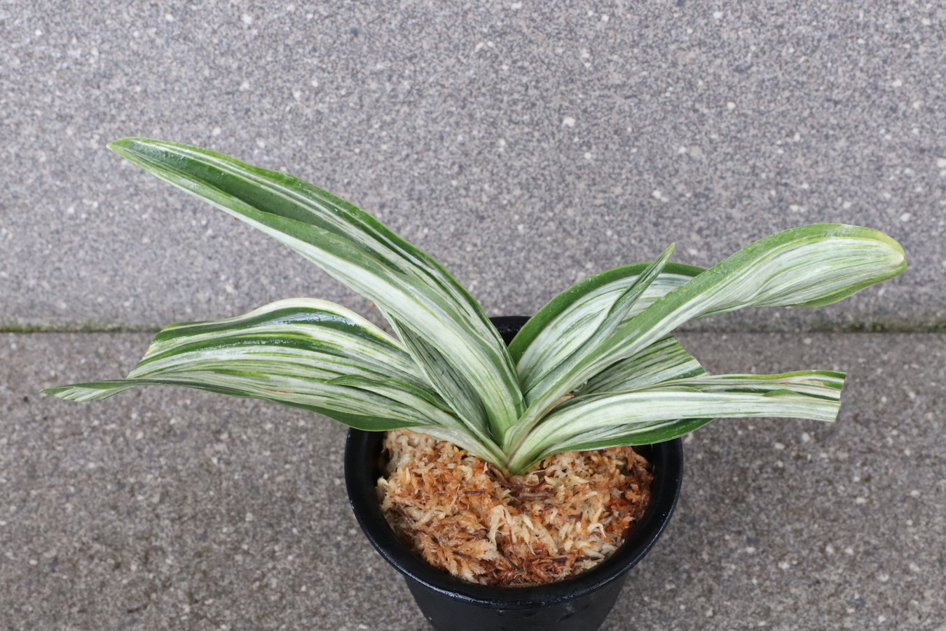 6149,整理品BC級品　千代田の松(ちよだのまつ)　【はきずはきれ大特価】※春から秋は生長期なので姿は変わっていきます