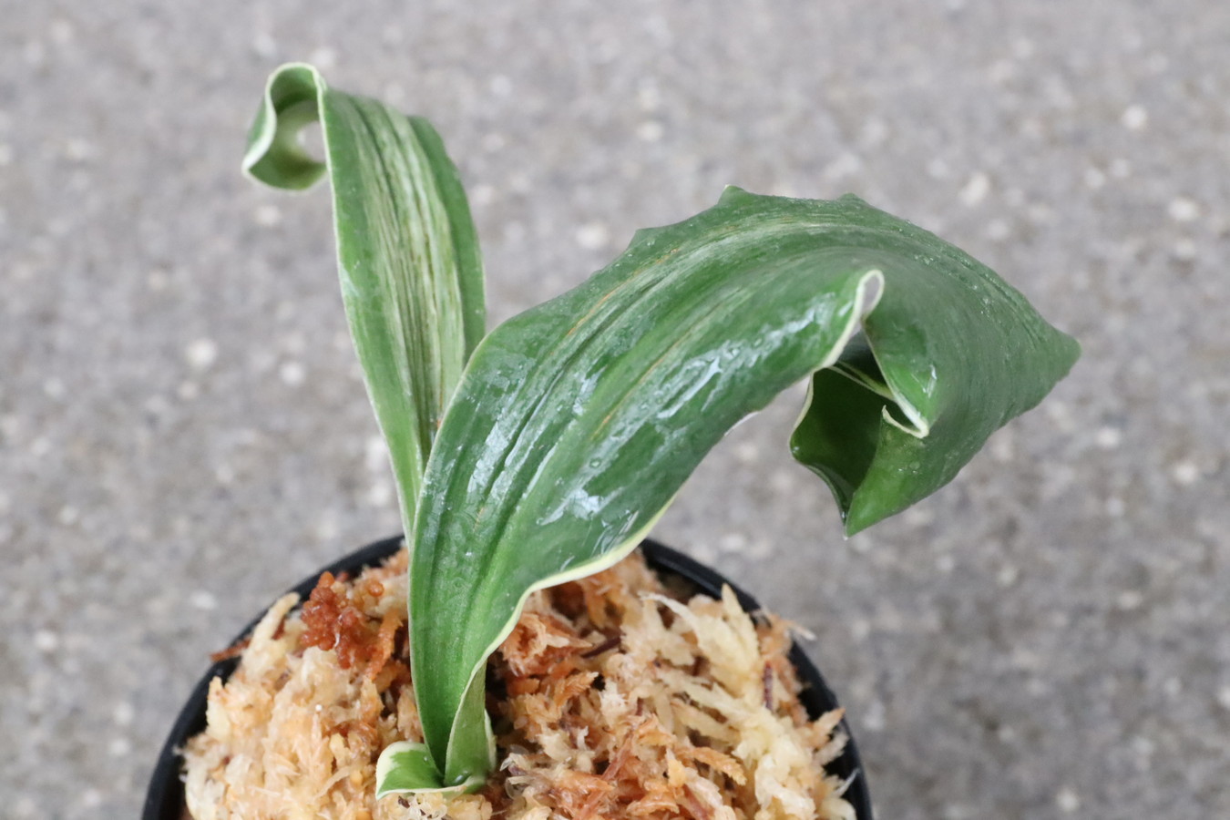 5767,天乃橋立(仮)　獅子【覆輪？デモ？縞？】【羅紗獅子のような姿！はきずはきれ多い大特価！】※春から秋は生長期なので姿は変わっていきます