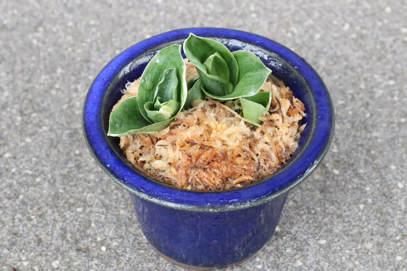 5805,江戸　福包(ふくづつみ)　棒縞？【はきずはきれとても多い大特価！】※春から秋は生長期なので姿は変わっていきます