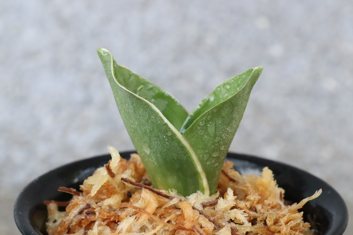 5136,江戸　福包(ふくづつみ)　【小苗特価！はきずはきれ多い特価！】※春から秋は生長期なので姿は変わっていきます