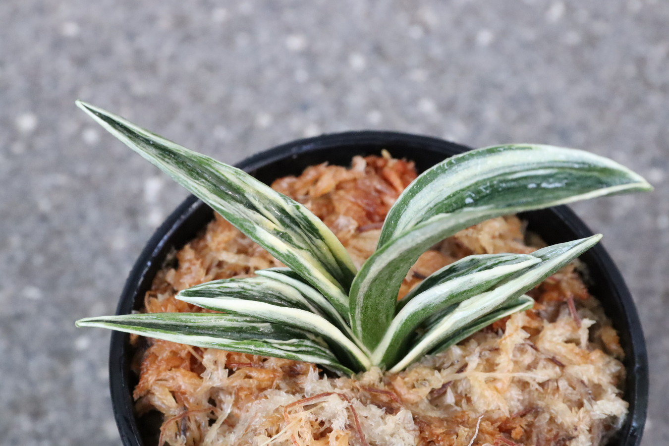 8074,珠光(しゅこう)　覆輪特によい　全国トップ系統　【はきずはきれ多い大特価！】※春から秋は生長期なので姿は変わっていきます