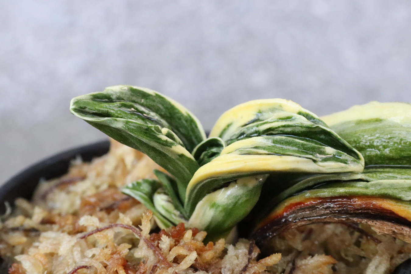 6756,力和(りきわ)　全国トップ系統！　【はきずはきれ非常に多い大特価！！！】※春から秋は生長期なので姿は変わっていきます