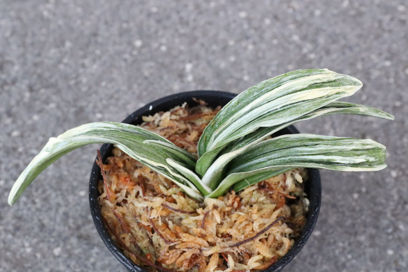 6960,八雲錦(やぐもにしき)　超希少！　【はきずはきれ多い大特価！】※春から秋は生長期なので姿は変わっていきます