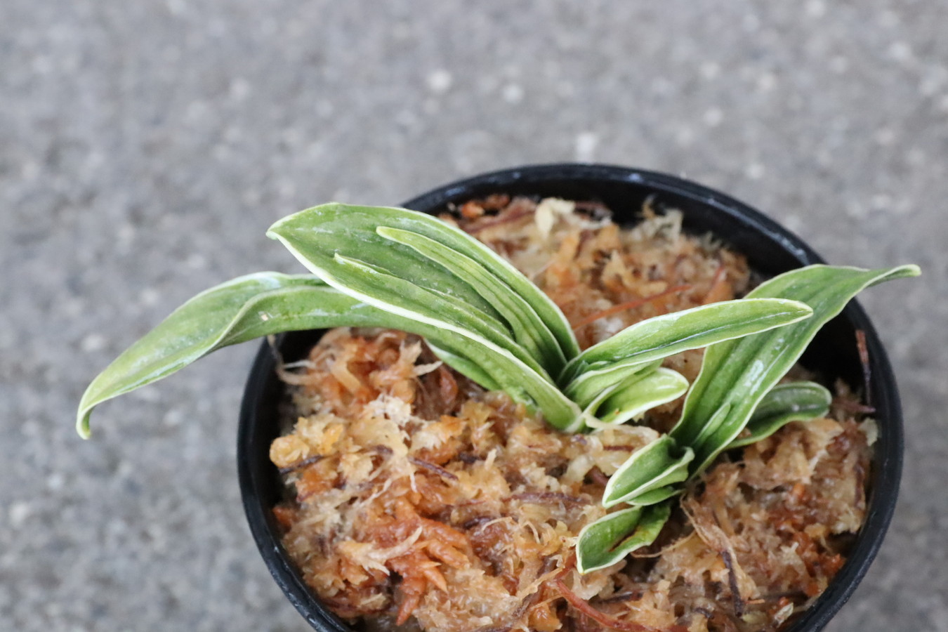 6402,音羽錦(おとわにしき)　希少種　【はきずはきれ多い大特価！！！】※春から秋は生長期なので姿は変わっていきます