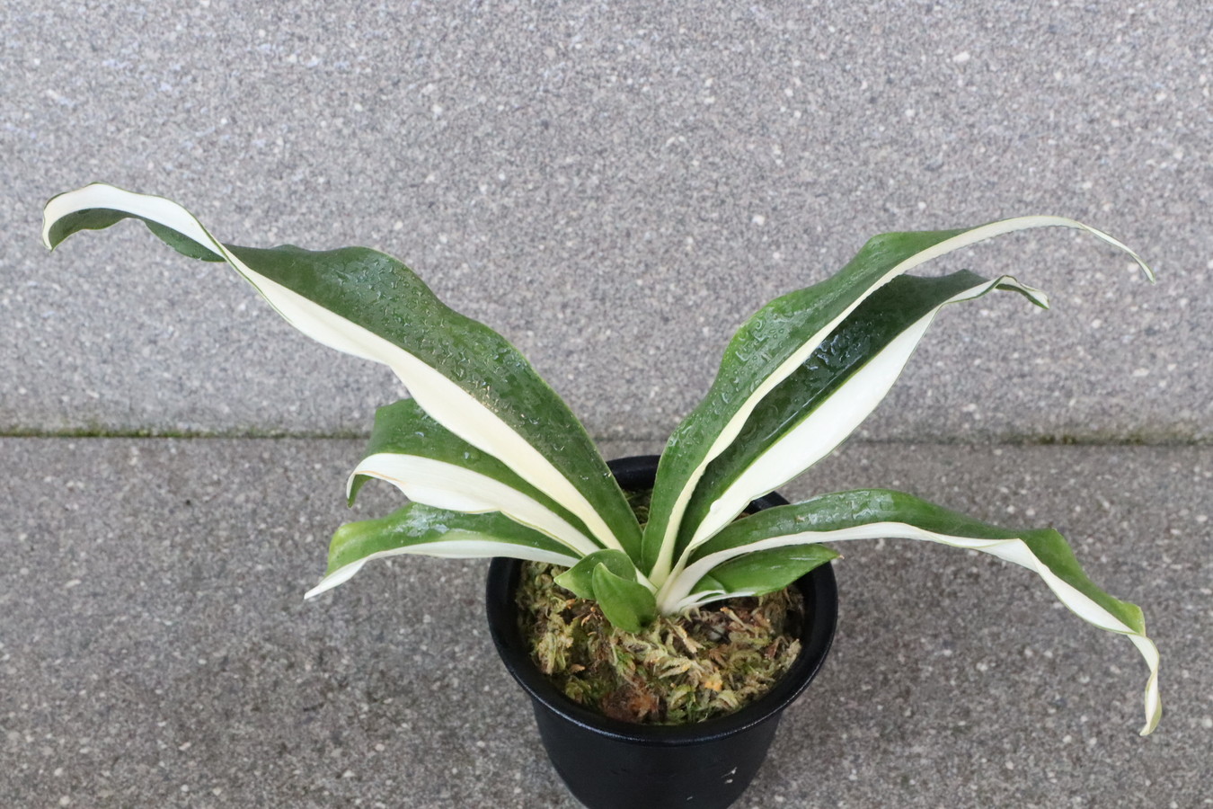 7119,永島実生　伝説の萬年青、永島の実生　【はきずはきれとても多い大特価！】※春から秋は生長期なので姿は変わっていきます