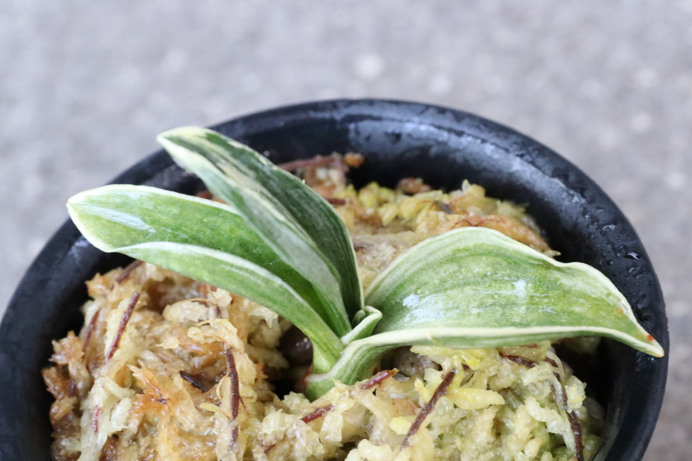 8389,整理品特価！天元(てんげん)　【根少ない特価！はきずはきれ多い大特価！】※春から秋は生長期なので姿は変わっていきます