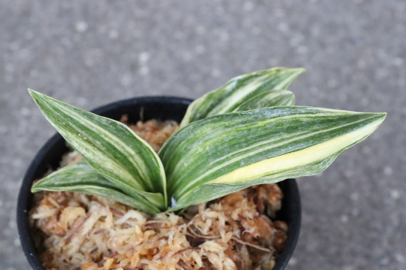 7114,BOG×吉小　1本物　縞最上！覆輪狙える？？！【はきずはきれ多い大特価！】※春から秋は生長期なので姿は変わっていきます