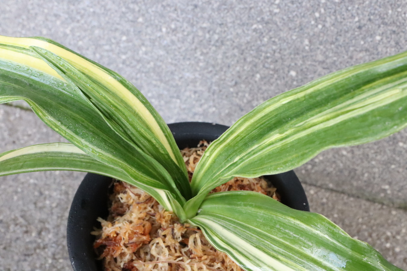 7116,佐野大車×V　数不明　縞特上！【実生は万年青の天下が獲れる趣味！】【はきずはきれとても多い大特価】※春から秋は生長期なので姿は変わっていきます