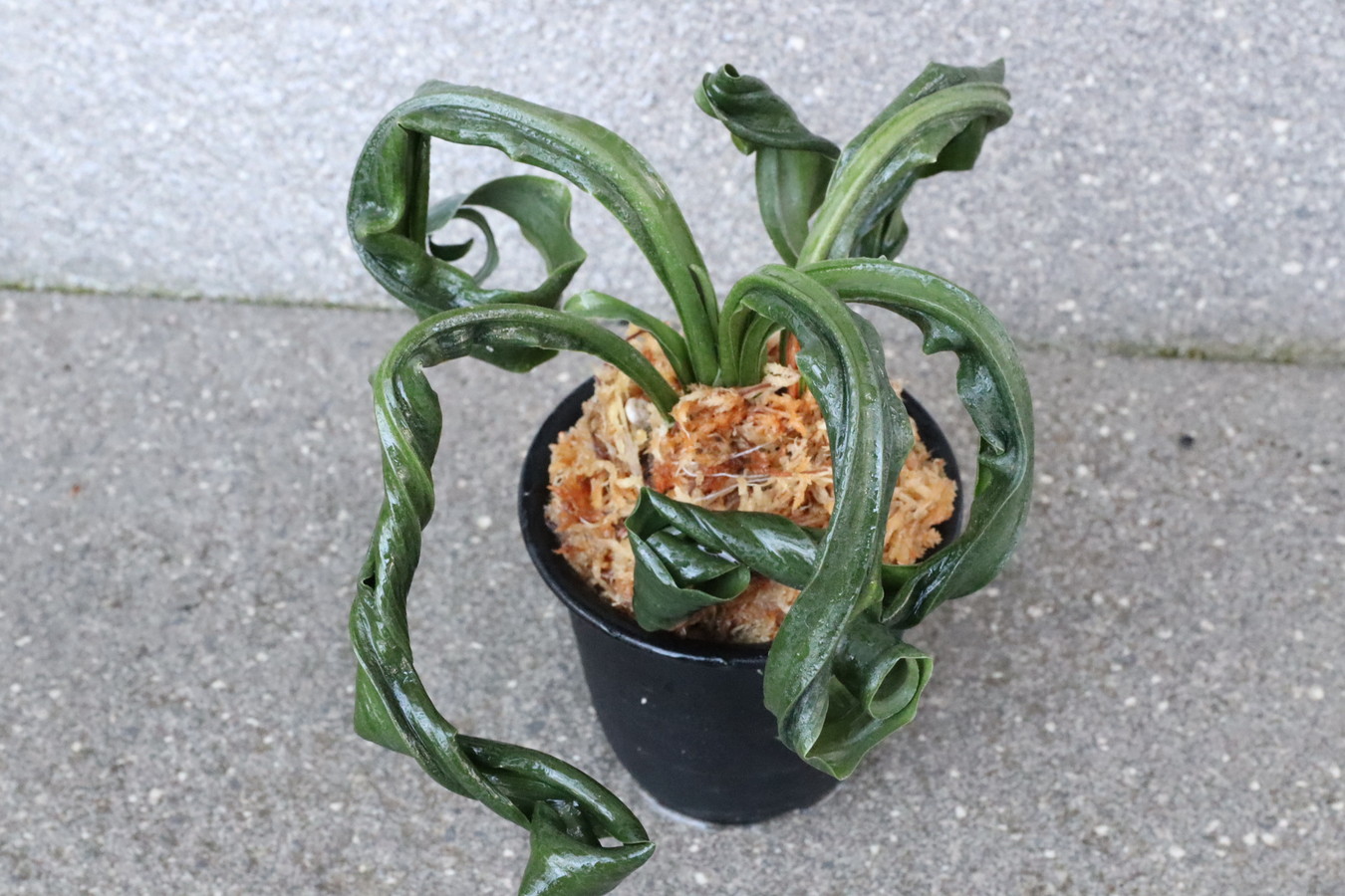 豊明園 / 獅子系