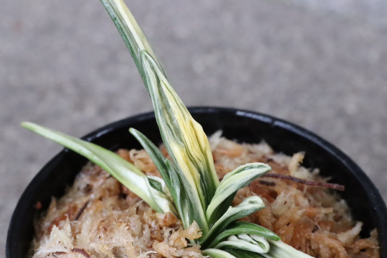 8207,白雲閣(はくうんかく)　【はきずはきれとても多い特価！】※春から秋は生長期なので姿は変わっていきます