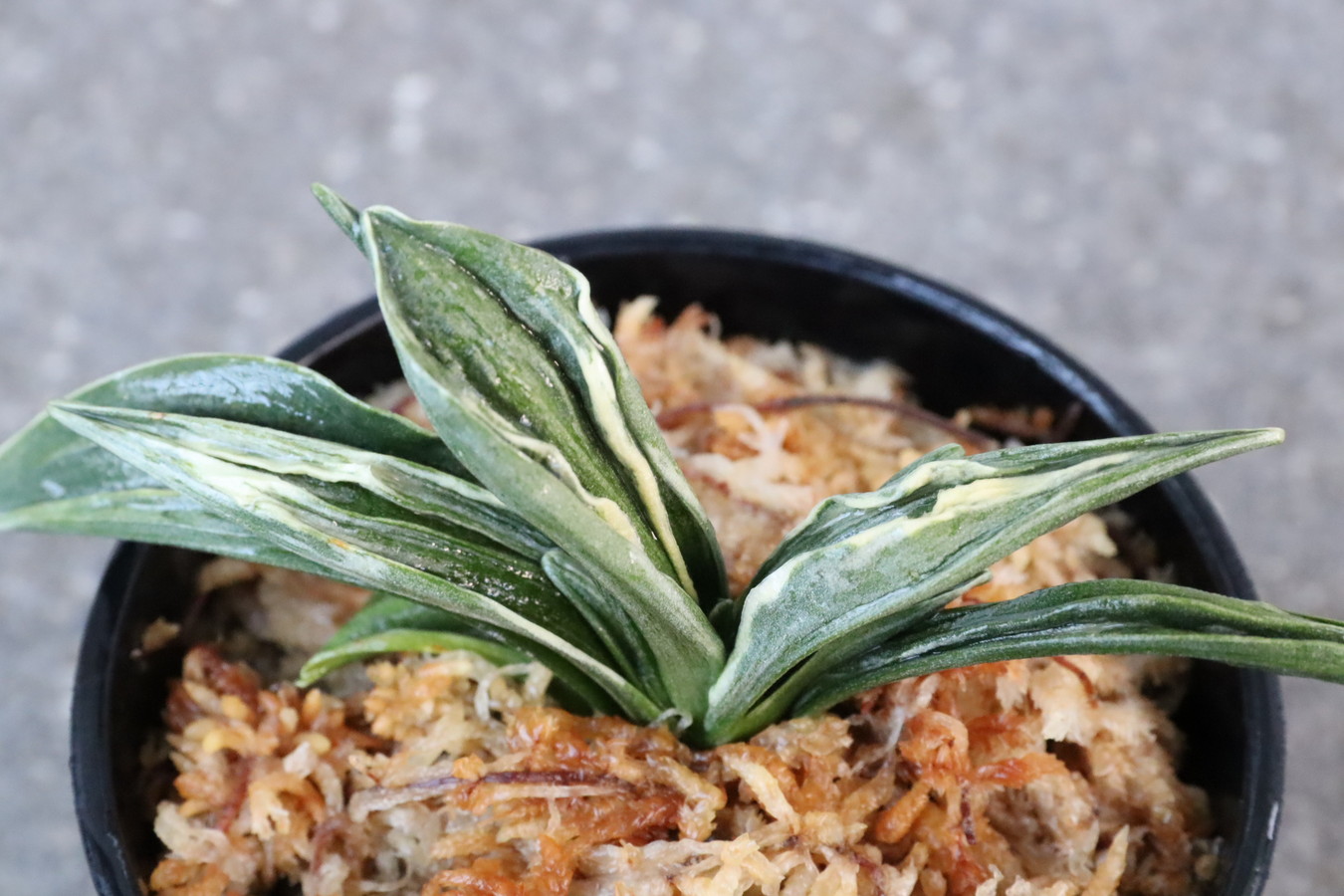 6856,瑞泉(ずいせん)　全国トップ系統！【はきずはきれとても多い特価】※春から秋は生長期なので姿は変わっていきます