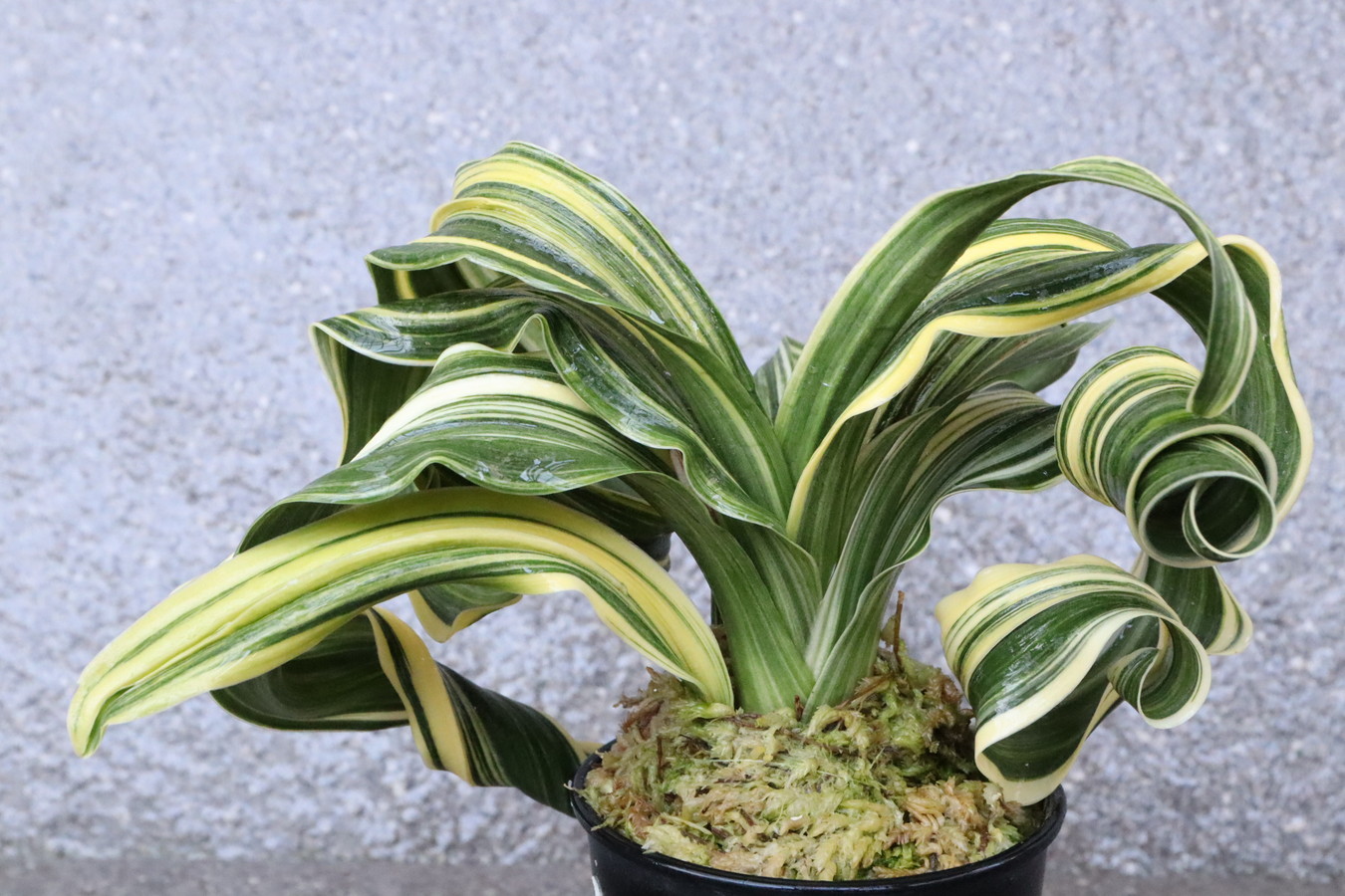 5032,BC級品整理品　縞獅子(しまじし)龍のり　【はきずはきれ大特価】　※春から秋は生長期なので姿は変わっていきます