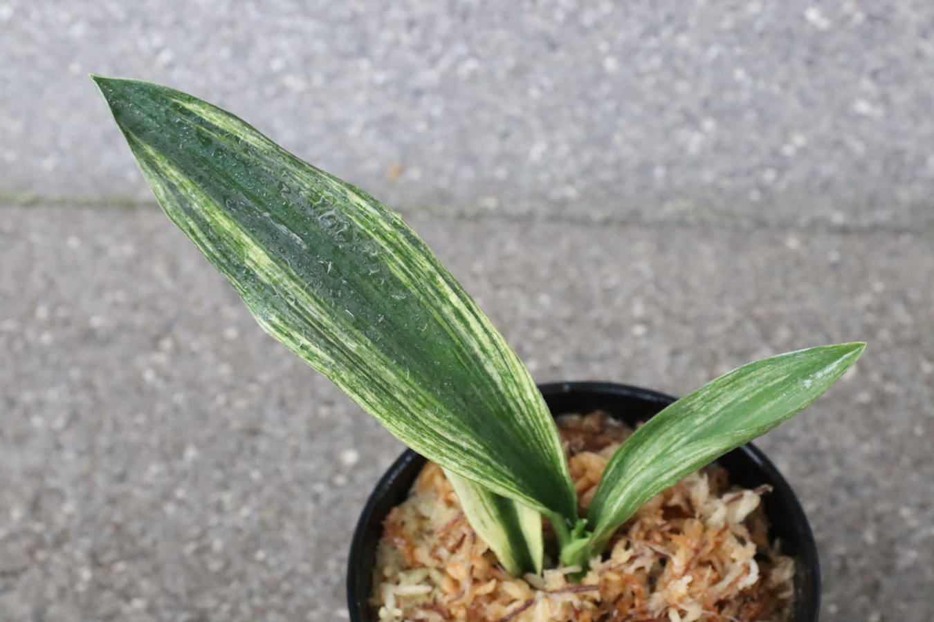 7245,整理品特価！寿老人実生　数不明【はきずはきれ多い大特価！】※春から秋は生長期なので姿は変わっていきます