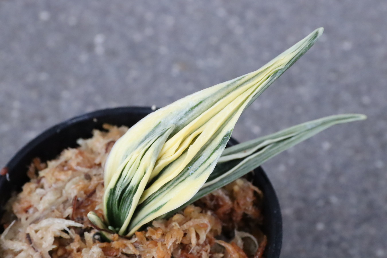 8250,整理品特価！妙峰(みょうほう）力ある　【老木特価！はきずはきれ多い大特価！】※春から秋は生長期なので姿は変わっていきます