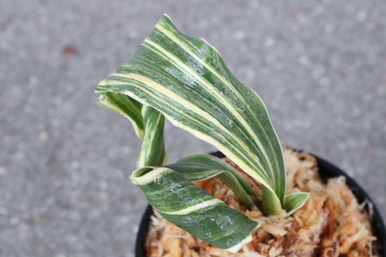 豊明園 / 獅子系