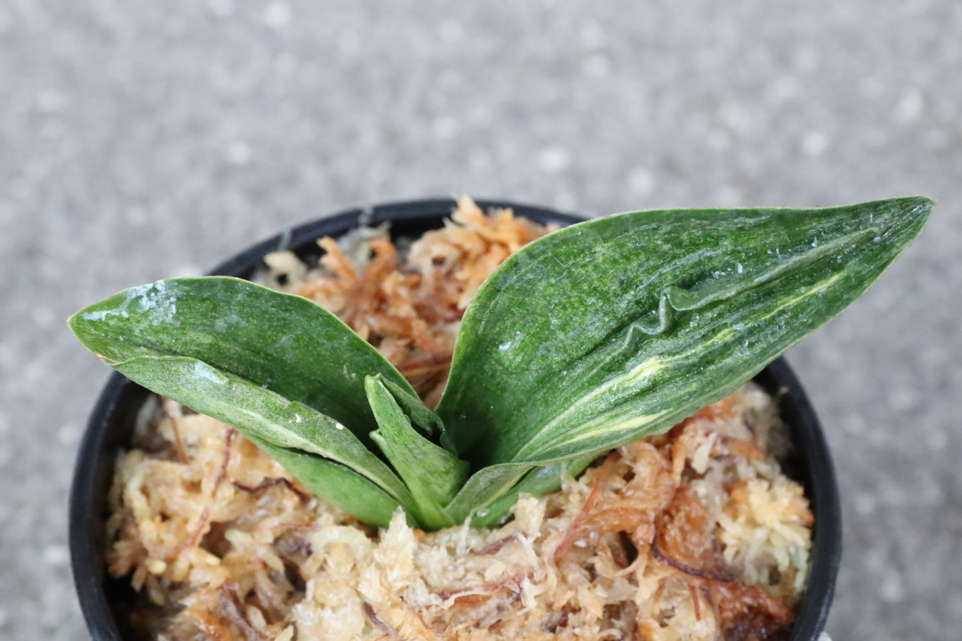 7198,豊大車×V　1本物　【はきずはきれ多い大特価！】※春から秋は生長期なので姿は変わっていきます