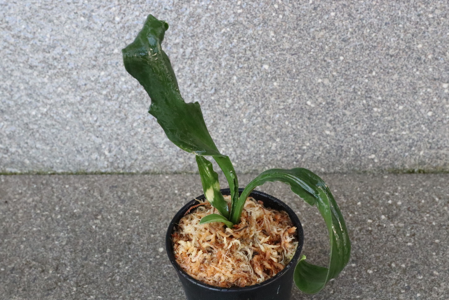 豊明園 / 獅子系