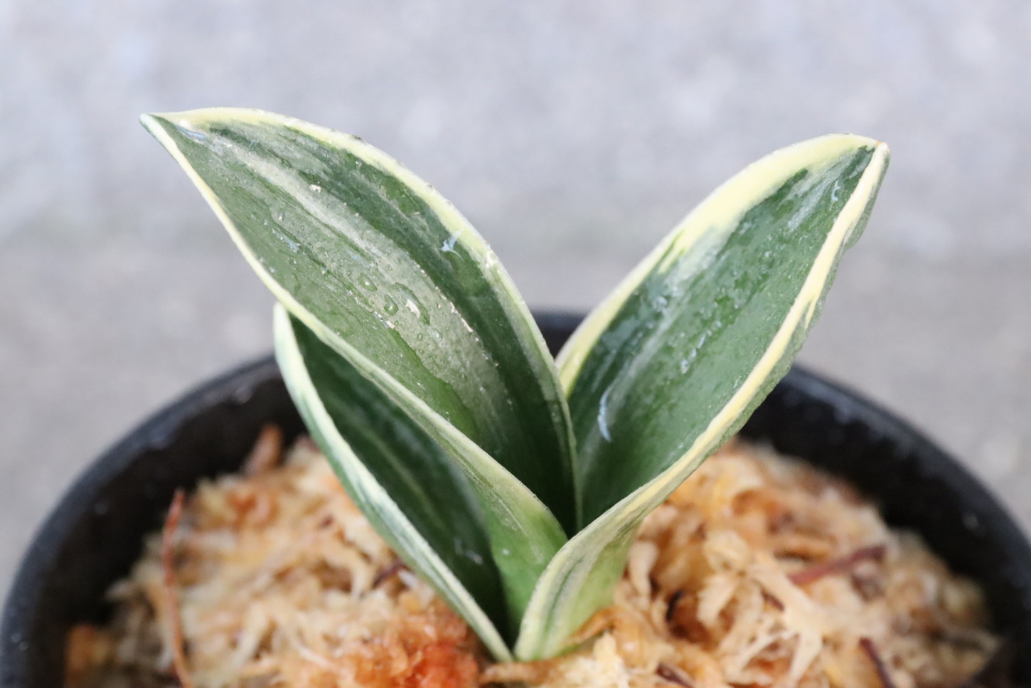 5379,王朝(おうちょう)　全国大会系統　系統最上深覆輪　【はきずはきれ大特価！】※春から秋は生長期なので姿は変わっていきます