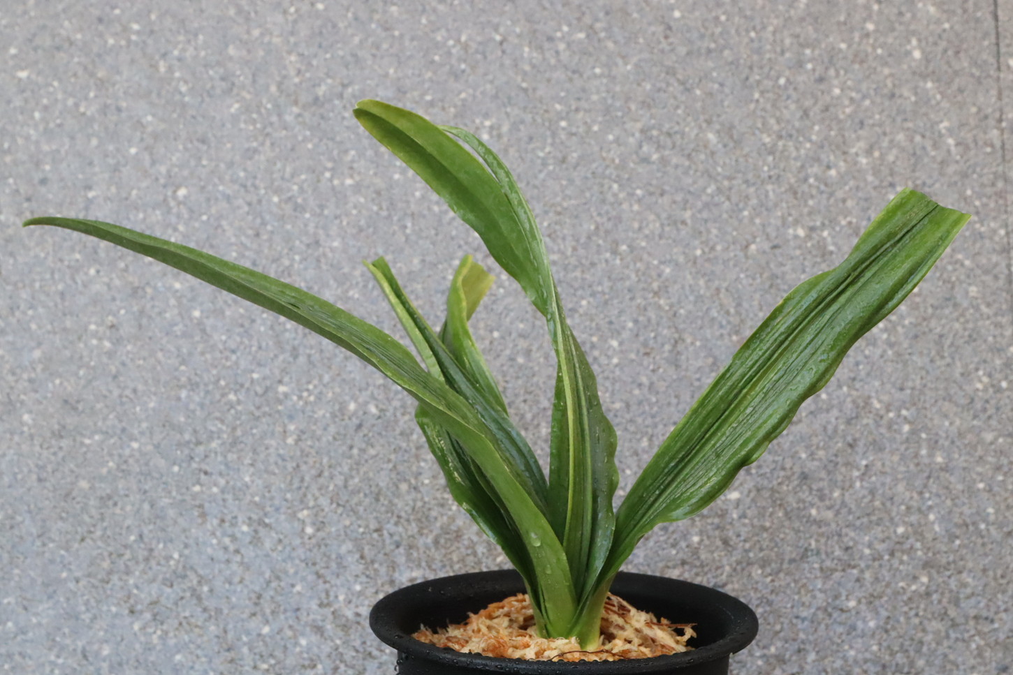 6610,実親　青龍(せいりゅう)　青竜　超希少！希少性最上！【はきずはきれ非常に多い特価！】※春から秋は生長期なので姿は変わっていきます